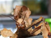 Female Extatosoma Tiaratum Tiaratum