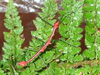 Oreophoetes Peruana male