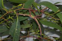 Amazing camouflage on eucalyptus - Podacanthus viridiroseus 