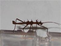 Epidares Nolimetangere male