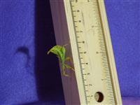 Phyllium Siccifolium (I believe) nymph