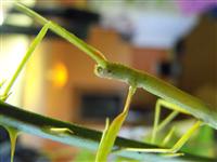 Carausius morosus I have got my eye on you