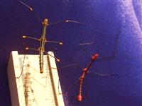 Oreophoetes Peruana couple