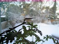 Season's greetings from Eurycnema goliath