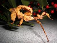 'Swampy' the young ET gets festive