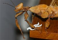 One false move...Extatosoma tiaratum female standing over little man