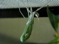 Outa my skin! Tropidoderus chidrenii shedding skin
