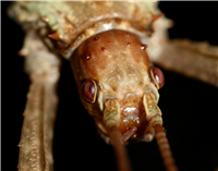 Eurycantha calcarata looking coy