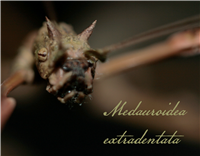 Medauroidea extradentata