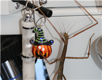 Medauroidea extradentata on microscope on Halloween