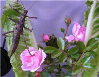 Aretaon Asperrimus on roses