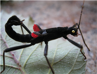 Peruphasma schultei: What are you looking at???