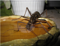 Aretaon Asperrimus at the watering hole