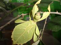 Phyllium jacobsoni