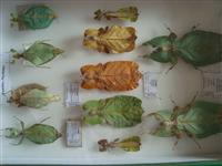 Phyllium colection