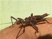 Your hand is not spiny.