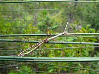 Candovia on Grass tree