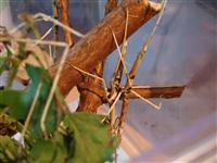 Parapachymorpha Zomproi
