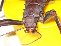 Eurycantha Calcarta female, up close and personal