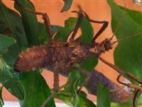 A.Asperrimus female