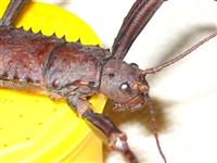 Eury female 